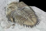 Greenops Trilobite - Hungry Hollow, Ontario #107545-1